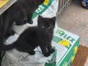 Je donne chaton noir disponible 