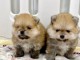 Chiots spitz nain disponible 