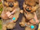 Je donne chiot spitz nain 