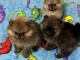 chiots spitz nain Pom&eacute;ranie adorable 