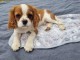 chiots cavalier king charle disponible 