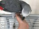 Couple perroquet gris du Gabon disponible 