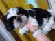 chiots Shih Tzu &agrave; donner 