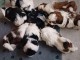 Adoption chiot Shih Tzu disponible 