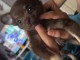 chiots chihuahua disponible pour adoption 