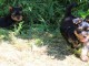 chiots Yorkshire terrier &agrave; adopter 
