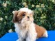 Je donne chiot Shih Tzu disponible 