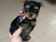 Je donne chiot Yorkshire femelle 