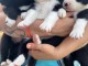 Annonce des chiots border collier 