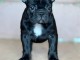 Bouledogue Fran&ccedil;ais &ndash; Magnifiques chiots