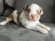 Chiots berger australien a donn&eacute; 