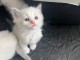 Je donne chaton ragdoll m&acirc;le 