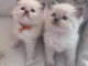 Chaton ragdoll disponible pour adoption 