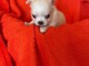chiot chihuahua femelle a donner 