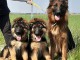 Je donne chiot berger allemand disponible 