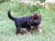 chiots berger allemand &agrave; adopter 