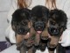 chiots berger allemand disponible pour adoption 