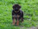 chiot berger allemand &agrave; donner 