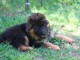 &Agrave; donner chiot berger allemand 