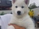 Chiots husky sib&eacute;rien &agrave; donner 