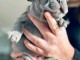 Chiots bouledogues Fran&ccedil;ais disponible 