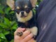 chiot chihuahua femelle a donner 