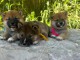 Magnifique chiot Shiba inu disponible 