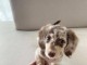 Magnifique chiot teckel alerquin kaminche a vendre 