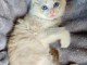 Je donne chaton ragdoll femelle 