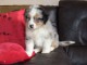 Je donne chiot berger australien 