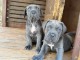 chiots Cane corso &agrave; donner 