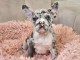 chiots bouledogue fran&ccedil;ais &agrave; donner 