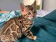 Je donne chaton Bengal disponible 