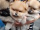 Magnifique chiot spitz nain Pom&eacute;ranie 