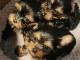 Je donne chiot Yorkshire urgent 