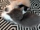 Magnifique chatons a donner contre bon soin 