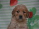Chiots golden retriever a donner 
