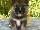 chiot Shiba inu a donner contre bon soin 