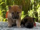 Je donne chiot Shiba inu disponible 