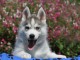 Je donne chiot husky sib&eacute;rien adorable 