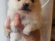 Chiots spitz nain a vendre 