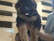Disponible chiot type berger allemand 