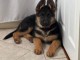chiot type berger allemand lof &agrave; adopter 