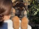 Chiot berger allemand &agrave; adopter 