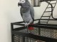 Couple perroquet gris du Gabon disponible de suite 