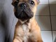 chiots bouledogue fran&ccedil;ais &agrave; donner 