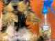 Chiots Yorkshire disponible 
