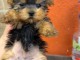 Chiots Yorkshire femelle a donner 