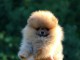 Chiots Pomeranian BOO, Chiots Spitz Nain