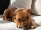 Chiots staffie &agrave; adopter 